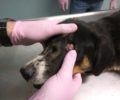 Σοβαρά άρρωστος ο σκύλος που περιφερόταν με συρμάτινη θηλιά στην κοιλιά στο Αρσάκειο Ροδόπης