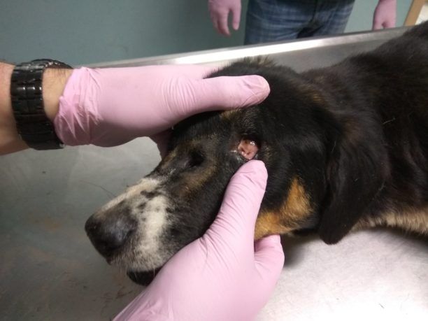 Σοβαρά άρρωστος ο σκύλος που περιφερόταν με συρμάτινη θηλιά στην κοιλιά στο Αρσάκειο Ροδόπης