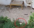 Αθήνα: Έκκληση για γάτα που έμεινε μόνη σε ακάλυπτο μετά τον θάνατο ηλικιωμένης
