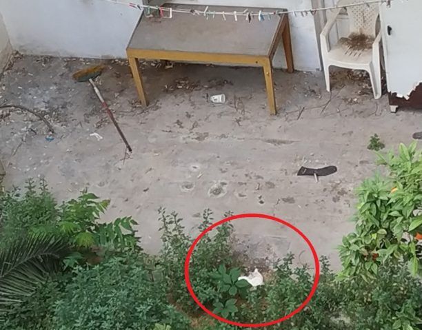 Αθήνα: Έκκληση για γάτα που έμεινε μόνη σε ακάλυπτο μετά τον θάνατο ηλικιωμένης