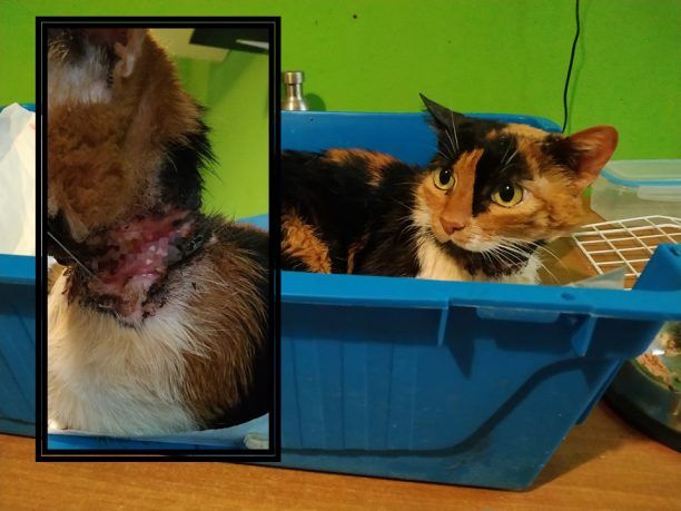 Έκκληση για την υιοθεσία γάτας που βρέθηκε με κομμένο λαιμό στο κέντρο της Αθήνας