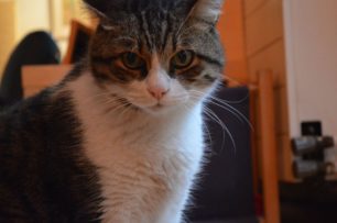 Βρέθηκε - Χάθηκε αρσενική στειρωμένη γάτα στα Πευκάκια Νέας Ιωνίας Αττικής