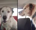 Εύβοια: Βρήκε τον σκύλο με κομμένα αυτιά κοντά στη Χαλκίδα