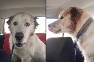Εύβοια: Βρήκε τον σκύλο με κομμένα αυτιά κοντά στη Χαλκίδα