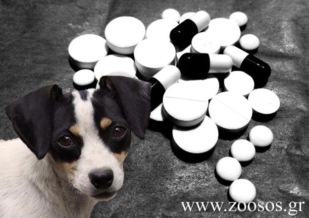 Πανελλήνιος Σύλλογος Εκπαιδευτών Σκύλων: Επικίνδυνη η χορήγηση ψυχοτρόπων & αντικαταθλιπτικών φαρμάκων στα σκυλιά