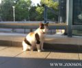 Η ατρόμητη γάτα στον σταθμό του Η.Σ.Α.Π. στο Ηράκλειο Αττικής (βίντεο)