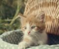 Γάτες και γατάκια που εγκαταλείπονται συνήθως δεν επιβιώνουν (βίντεο)