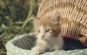 Γάτες και γατάκια που εγκαταλείπονται συνήθως δεν επιβιώνουν (βίντεο)