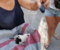 Καταδικάστηκε με αναστολή γυναίκα που έκλεισε σε σακούλα νεογέννητα γατάκια στον Γέρακα Αττικής και προσπάθησε να τα πετάξει