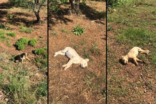 Κρήτη: Με φόλες δηλητηρίασαν ξανά σκυλιά στη Χρυσή Ακτή Χανίων