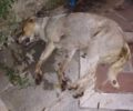 Θεσπρωτία: Ο Δήμος Ηγουμενίτσας καταδικάζει τα απανωτά περιστατικά δηλητηρίασης ζώων με φόλες