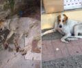 Θεσπρωτία: Αδέσποτος σκύλος νεκρός από φόλα πίσω από το κτίριο της Αστυνομίας στην Ηγουμενίτσα