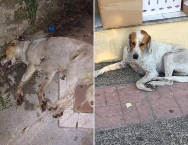 Θεσπρωτία: Αδέσποτος σκύλος νεκρός από φόλα πίσω από το κτίριο της Αστυνομίας στην Ηγουμενίτσα
