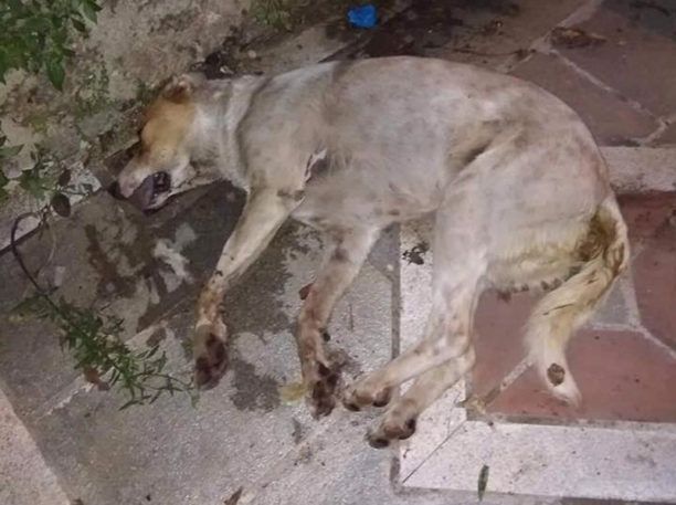 Θεσπρωτία: Ο Δήμος Ηγουμενίτσας καταδικάζει τα απανωτά περιστατικά δηλητηρίασης ζώων με φόλες
