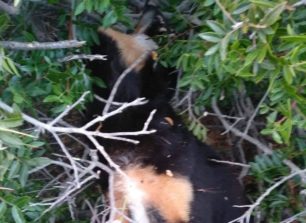 Κυκλάδες: Βρήκε τον σκύλο νεκρό με σπασμένο κεφάλι κρυμμένο σε θάμνο στην Ίο