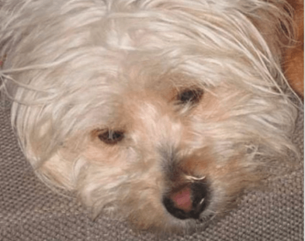 Χάθηκε θηλυκός σκύλος στον Βόλο Μαγνησίας