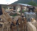 Σε άθλιες συνθήκες δεκάδες σκυλιά σε παράνομα κυνοκομεία στην Καλαμπάκα (βίντεο)