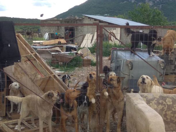 Σε άθλιες συνθήκες δεκάδες σκυλιά σε παράνομα κυνοκομεία στην Καλαμπάκα (βίντεο)