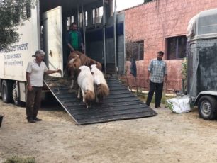 Έσωσαν τα ζώα που υπέφεραν για χρόνια στον παράνομο δημοτικό ζωολογικό κήπο στην Κάσο