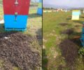 Του δηλητηρίασε χιλιάδες μέλισσες σε 180 διώροφες κυψέλες στην Καστοριά