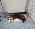 Έκκληση για να καλυφθούν τα έξοδα χειρουργείου του πυροβολημένου σκύλου στην Κέρκυρα