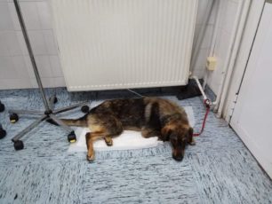 Έκκληση για να καλυφθούν τα έξοδα χειρουργείου του πυροβολημένου σκύλου στην Κέρκυρα