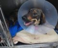Επιτυχής η επέμβαση στον σκύλο που πυροβολήθηκε στην Κέρκυρα - Όλα δείχνουν ότι θα ξαναπερπατήσει
