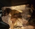 Κέρκυρα: Συνελήφθη άνδρας που πυροβόλησε σκύλο στο Πέραμα Αγίας Κυριακής