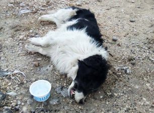 Σκύλος νεκρός πιθανότατα από φόλα που βρέθηκε μέσα σε δοχείο γιαουρτιού στο Κορφοβούνι Άρτας
