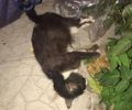 Τρεις γάτες νεκρές από φόλες - κρέας με γυαλιά στον Κορυδαλλό Αττικής (βίντεο)