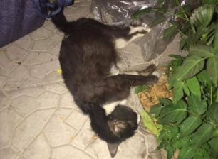 Τρεις γάτες νεκρές από φόλες - κρέας με γυαλιά στον Κορυδαλλό Αττικής (βίντεο)