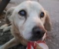 Κρήτη: Ποιος εγκατέλειψε υπέργηρο κουφό και σχεδόν τυφλό σκύλο στον Κουμπέ Χανίων;