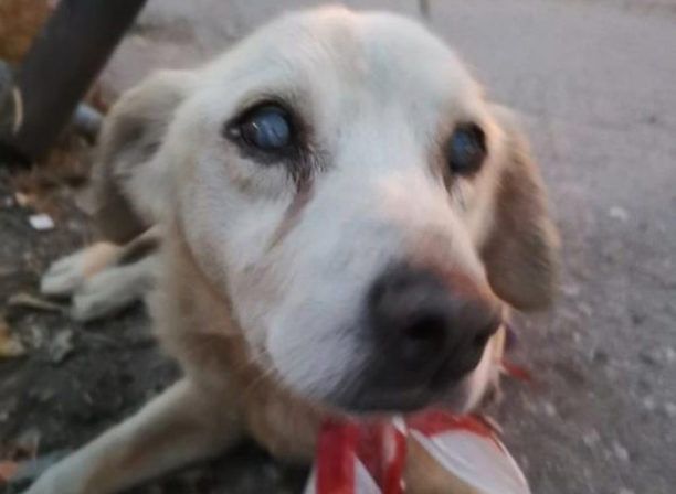 Κρήτη: Ποιος εγκατέλειψε υπέργηρο κουφό και σχεδόν τυφλό σκύλο στον Κουμπέ Χανίων;