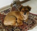Ψάχνει εδώ και 3 χρόνια τον σκύλο της που χάθηκε στο Ατσαλένιο Ηρακλείου Κρήτης