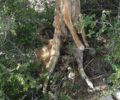 Κρήτη: Βρήκαν σκύλο κρεμασμένο σε δέντρο κοντά στο χωριό Κρούστας Λασιθίου
