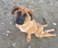 Κρυονέρι Ροδόπης: Έκκληση για φιλοξενία παράλυτου σκύλου που πολλοί έβλεπαν να σέρνεται και δεν νοιάστηκαν (βίντεο)