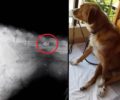 Παράλυτος στα πίσω πόδια αδέσποτος σκύλος που πυροβολήθηκε με αεροβόλο στη Λάρισα (βίντεο)