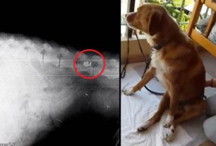 Παράλυτος στα πίσω πόδια αδέσποτος σκύλος που πυροβολήθηκε με αεροβόλο στη Λάρισα (βίντεο)