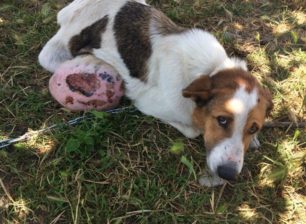 Λεχαινά Ηλείας: Πέθανε το αδέσποτο σκυλί με τον τεράστιο όγκο στην κοιλιά