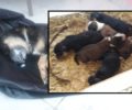 Λέσβος: Έμειναν ορφανά 6 κουτάβια όταν σκυλίτσα δηλητηριάστηκε από φόλα