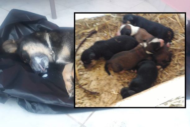 Λέσβος: Έμειναν ορφανά 6 κουτάβια όταν σκυλίτσα δηλητηριάστηκε από φόλα