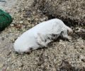 Λέσβος: Βρήκαν πτώμα σκύλου κλεισμένο σε τσουβάλι στην παραλία της Σουράδας
