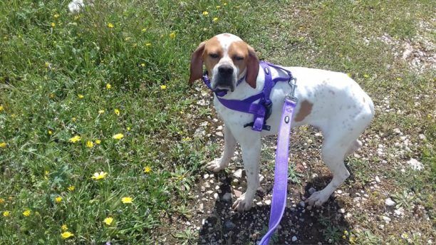 Βρέθηκε - Χάθηκε αρσενικός σκύλος (Πόιντερ) στα Πατήσια της Αθήνας