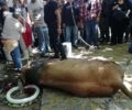 Λέσβος: Ξανά δημόσια σφαγή ταύρου στον Μανταμάδο (βίντεο)