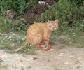 Έκκληση για γάτα με σπασμένο πόδι που εντοπίστηκε στο Μαρούσι Αττικής
