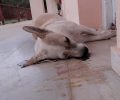 Αιτωλοακαρνανία: Ακόμα 6 σκυλιά δηλητηριάστηκαν από φόλες στο Τ.Ε.Ι. Μεσολογγίου
