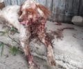 Κοπάνησε επανειλημμένα τον σκύλο του γείτονα του στο Μυρωδάτο Ξάνθης