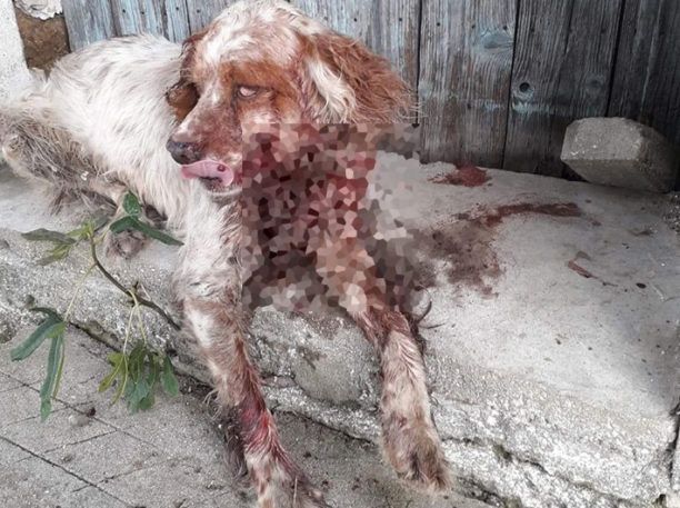 Κοπάνησε επανειλημμένα τον σκύλο του γείτονα του στο Μυρωδάτο Ξάνθης