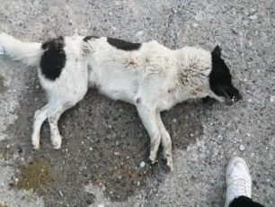 Νάουσα Ημαθίας: Τρία αδέσποτα της πόλης δηλητηριάστηκαν με φόλες – νεκρά βρέθηκαν δύο σκυλιά (βίντεο)