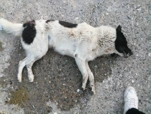 Νάουσα Ημαθίας: Τρία αδέσποτα της πόλης δηλητηριάστηκαν με φόλες – νεκρά βρέθηκαν δύο σκυλιά (βίντεο)